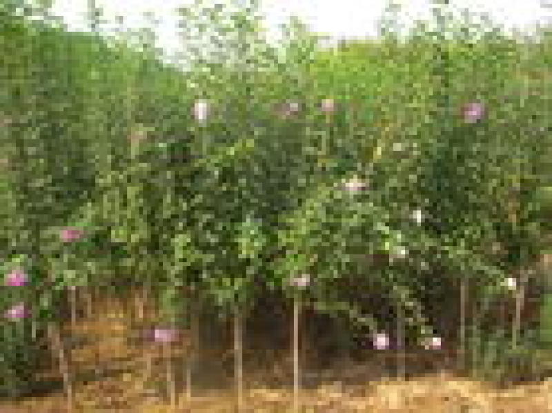 木槿丛生木槿独杆木槿品种齐全，价格优惠