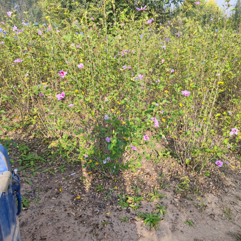 木槿丛生木槿独杆木槿品种齐全，价格优惠
