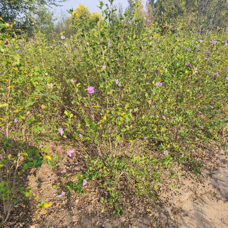 木槿丛生木槿独杆木槿品种齐全，价格优惠