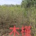 木槿丛生木槿独杆木槿品种齐全，价格优惠