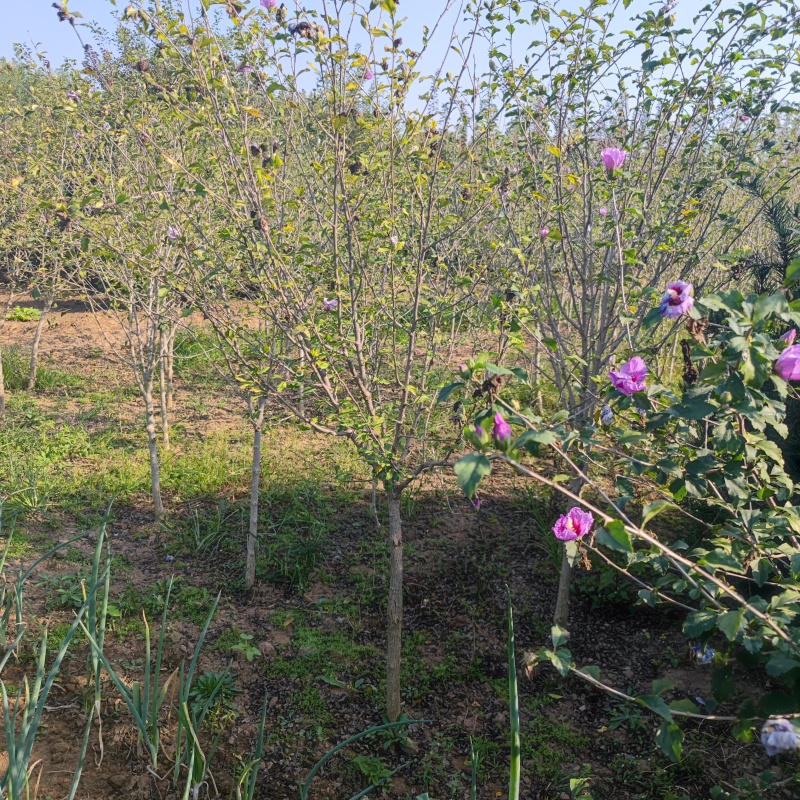 木槿丛生木槿独杆木槿品种齐全，价格优惠