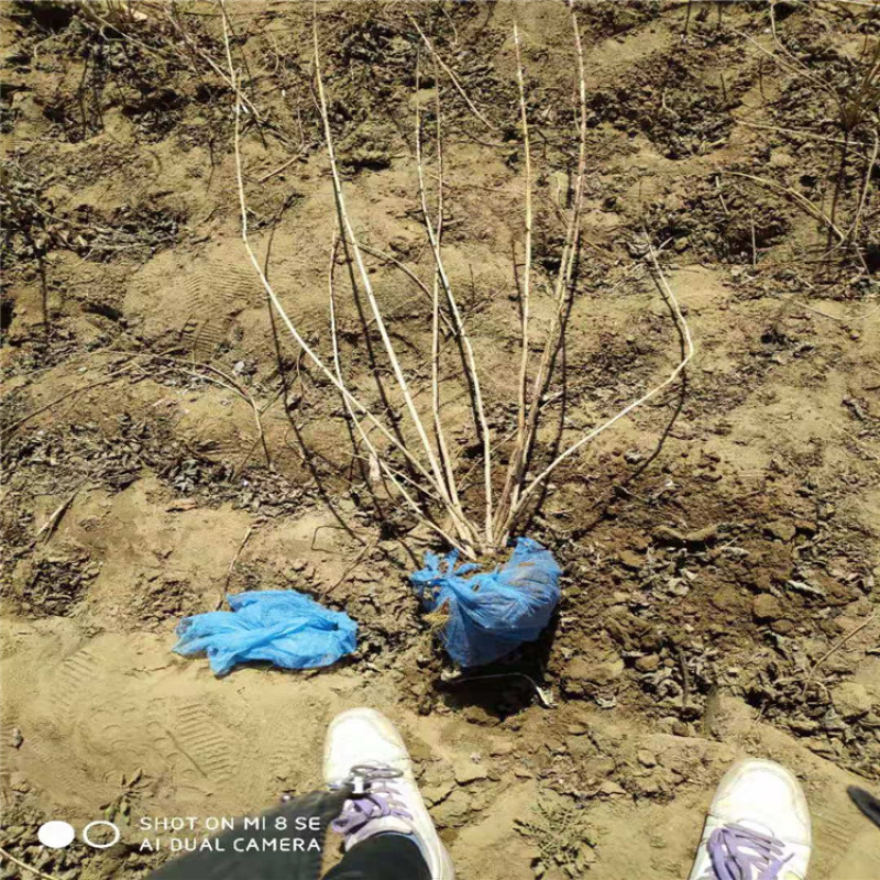 太平花，大墩太平花高度80---1.8米。基地供应，价格
