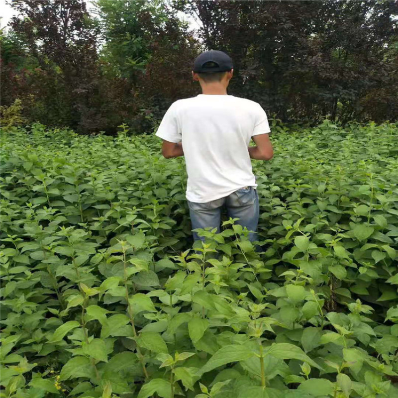 太平花，大墩太平花高度80---1.8米。基地供应，价格