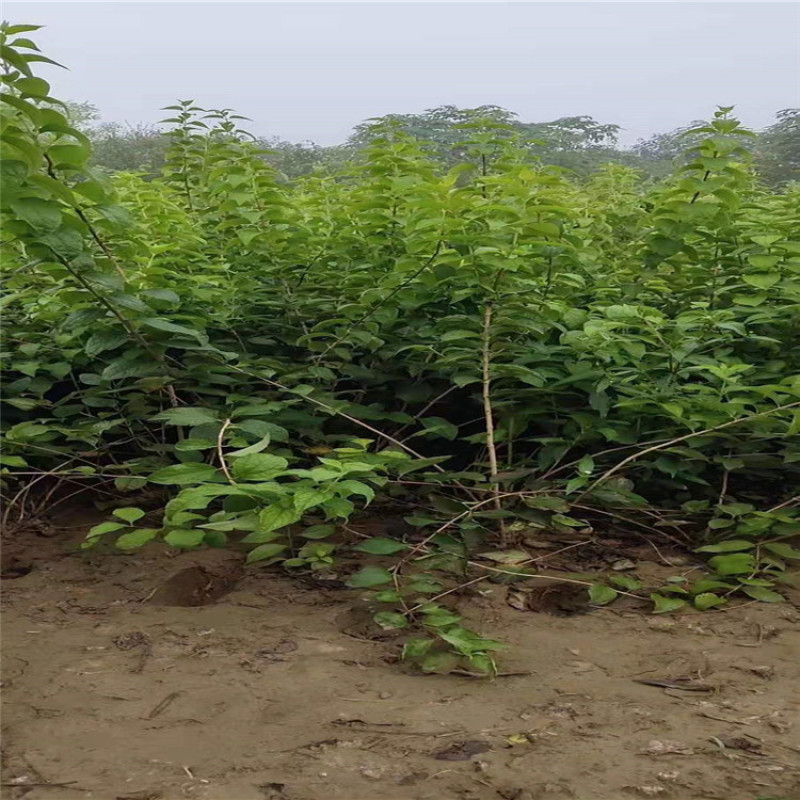 太平花，大墩太平花高度80---1.8米。基地供应，价格