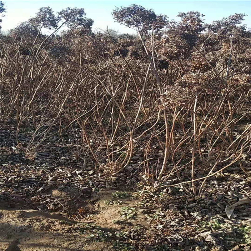 木绣球，带盆木绣球基地直销成活率高价格便宜