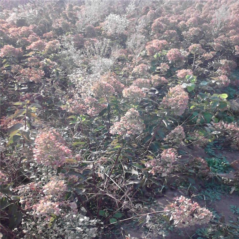 木绣球，带盆木绣球基地直销成活率高价格便宜