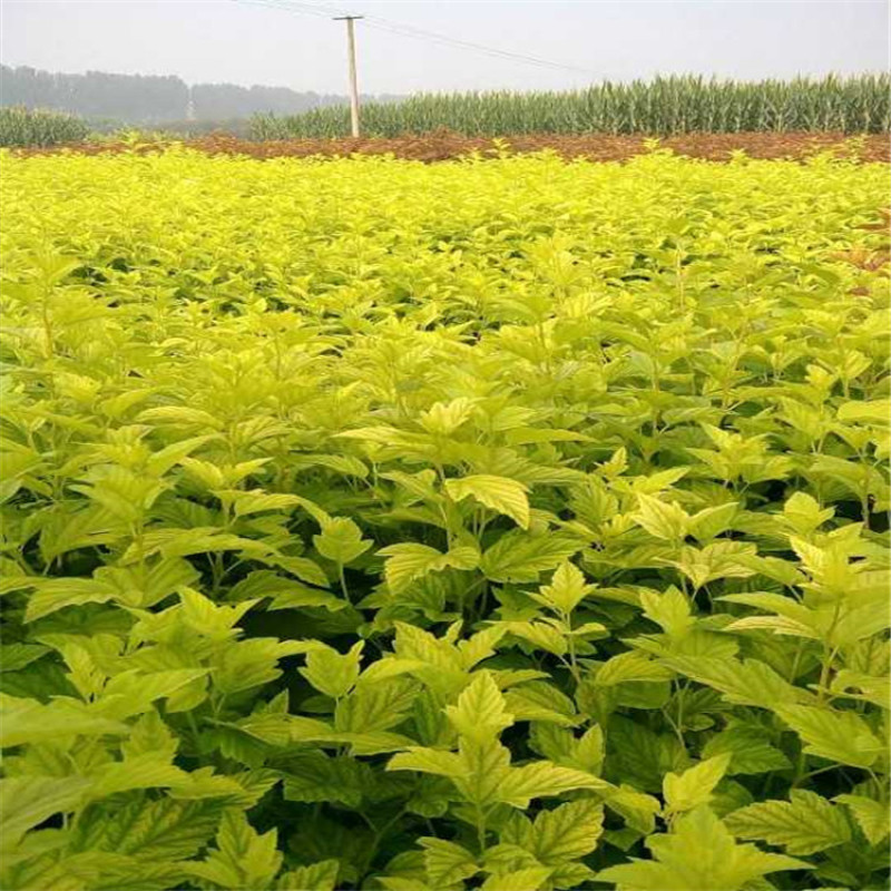 金叶风箱果带盆金叶风箱果高度60-80公分高，价格优