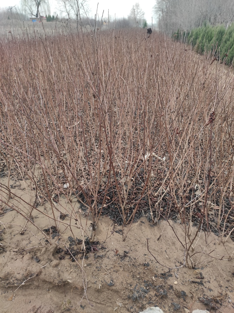 紫叶风箱果带盆紫叶风箱果成活率高价格便宜欢迎选购