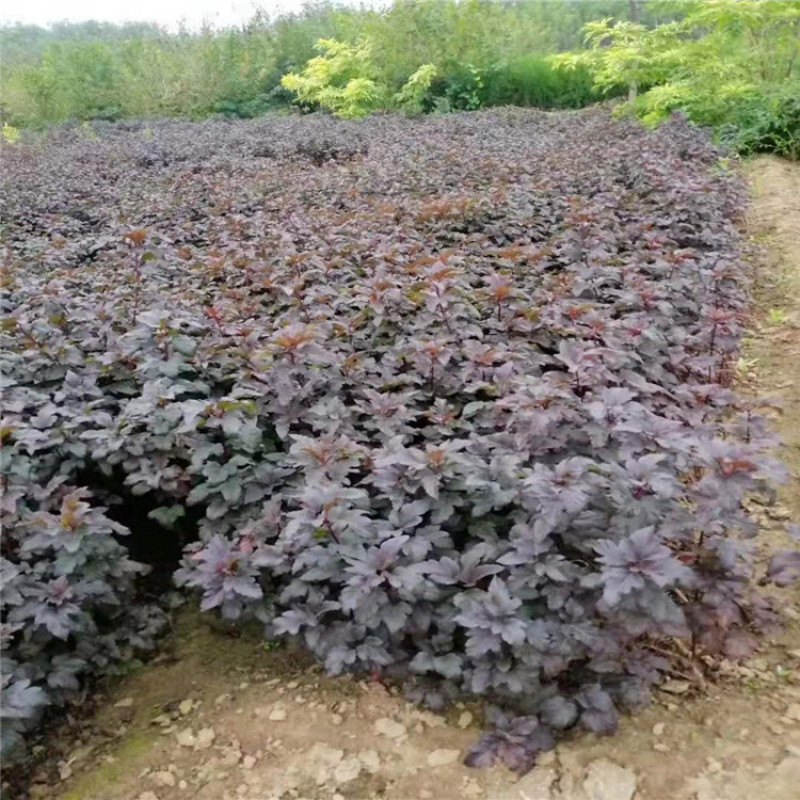紫叶风箱果带盆紫叶风箱果成活率高价格便宜欢迎选购