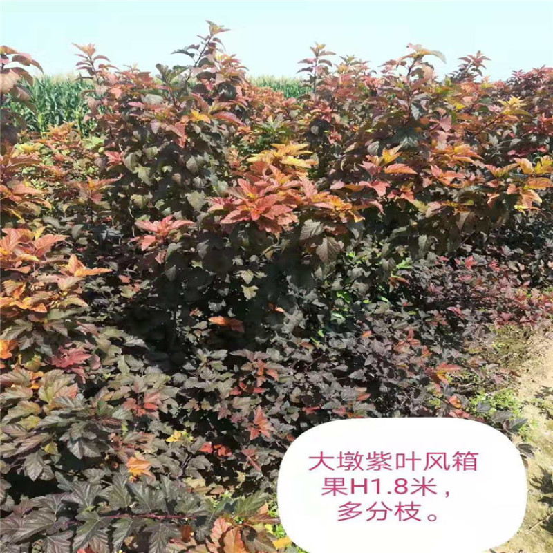 紫叶风箱果带盆紫叶风箱果成活率高价格便宜欢迎选购