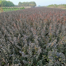 紫叶水腊带盆紫叶水蜡规格齐全价格便宜成活率高