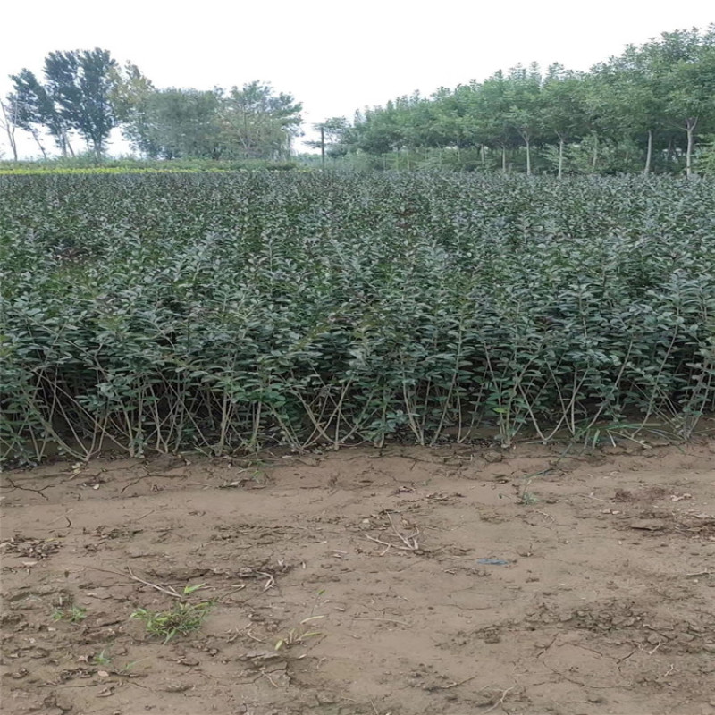 紫叶水腊带盆紫叶水蜡规格齐全价格便宜成活率高