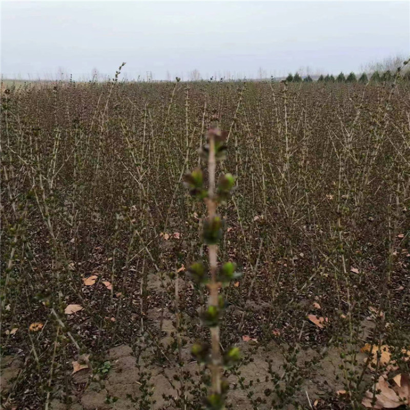 紫叶水腊带盆紫叶水蜡规格齐全价格便宜成活率高