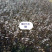 紫叶水腊带盆紫叶水蜡规格齐全价格便宜成活率高