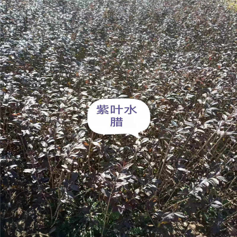 紫叶水腊带盆紫叶水蜡规格齐全价格便宜成活率高