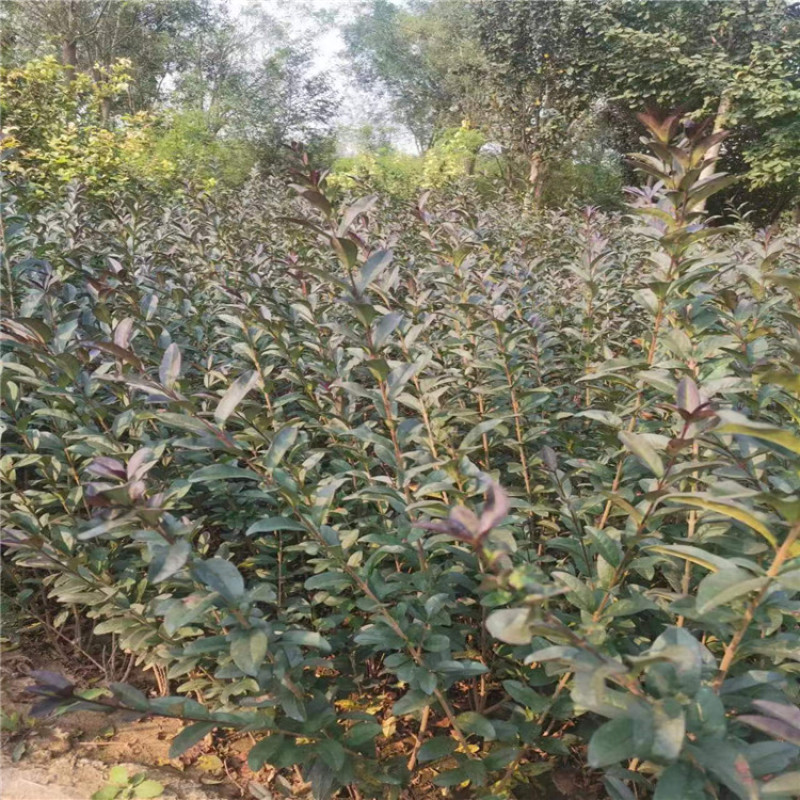紫叶水腊带盆紫叶水蜡规格齐全价格便宜成活率高