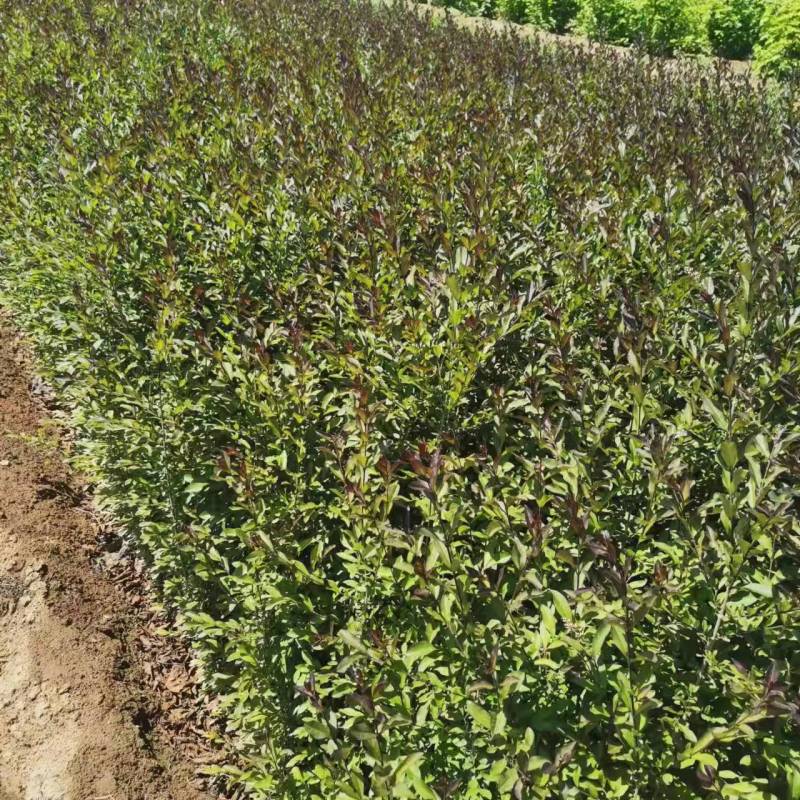 紫叶水腊带盆紫叶水蜡规格齐全价格便宜成活率高