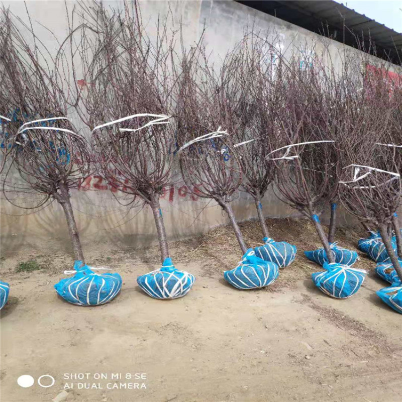 榆叶梅带盆榆叶梅丛生榆叶梅独杆榆叶梅规格齐全