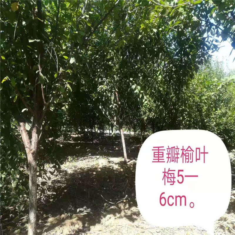 榆叶梅带盆榆叶梅丛生榆叶梅独杆榆叶梅规格齐全