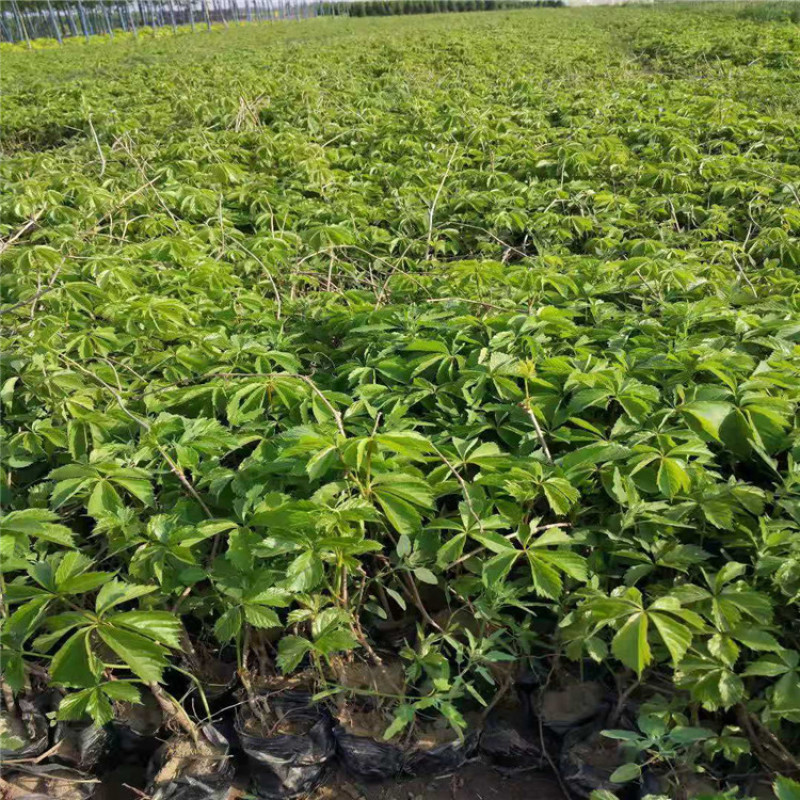 爬山虎又叫地锦带盆爬山虎带盆地锦条长60-1.5