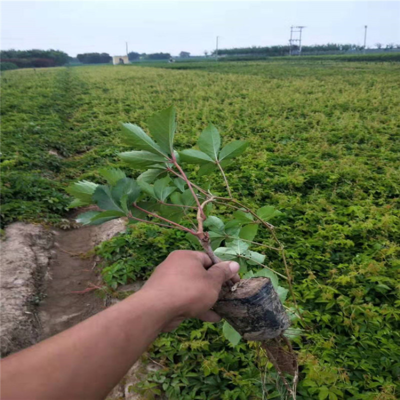 爬山虎又叫地锦带盆爬山虎带盆地锦条长60-1.5