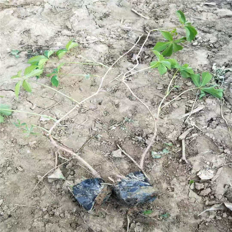 爬山虎又叫地锦带盆爬山虎带盆地锦条长60-1.5