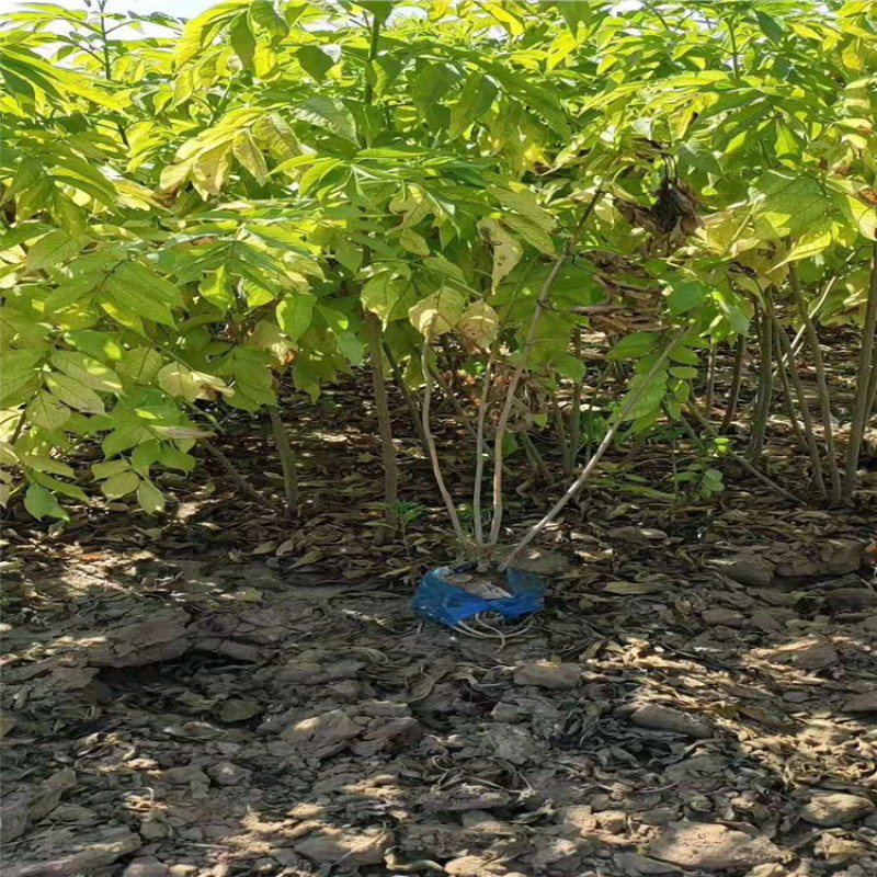金叶接骨木带盆金叶接骨木大墩金叶接骨木价格优惠