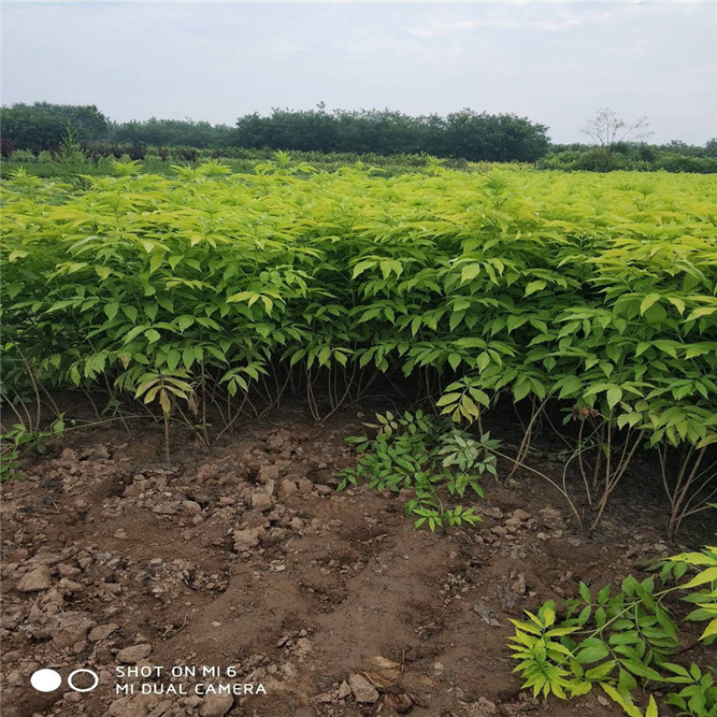 金叶接骨木带盆金叶接骨木大墩金叶接骨木价格优惠
