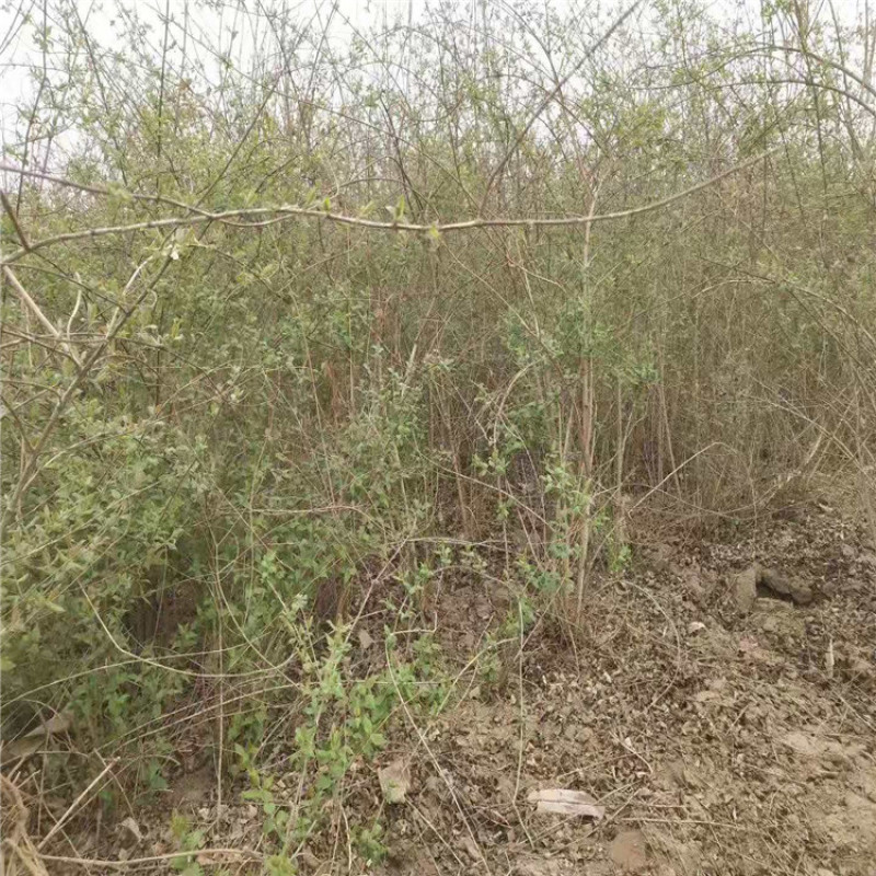 猥实大墩猥实带盆猥实基地直销价格优惠代办运输