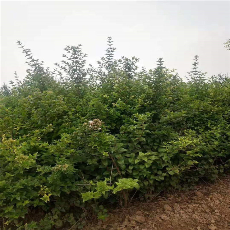 糯米条带盆糯米条茶树条价格便宜欢迎选购