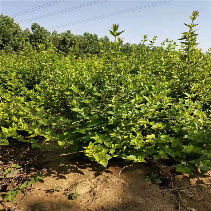 糯米条带盆糯米条茶树条价格便宜欢迎选购
