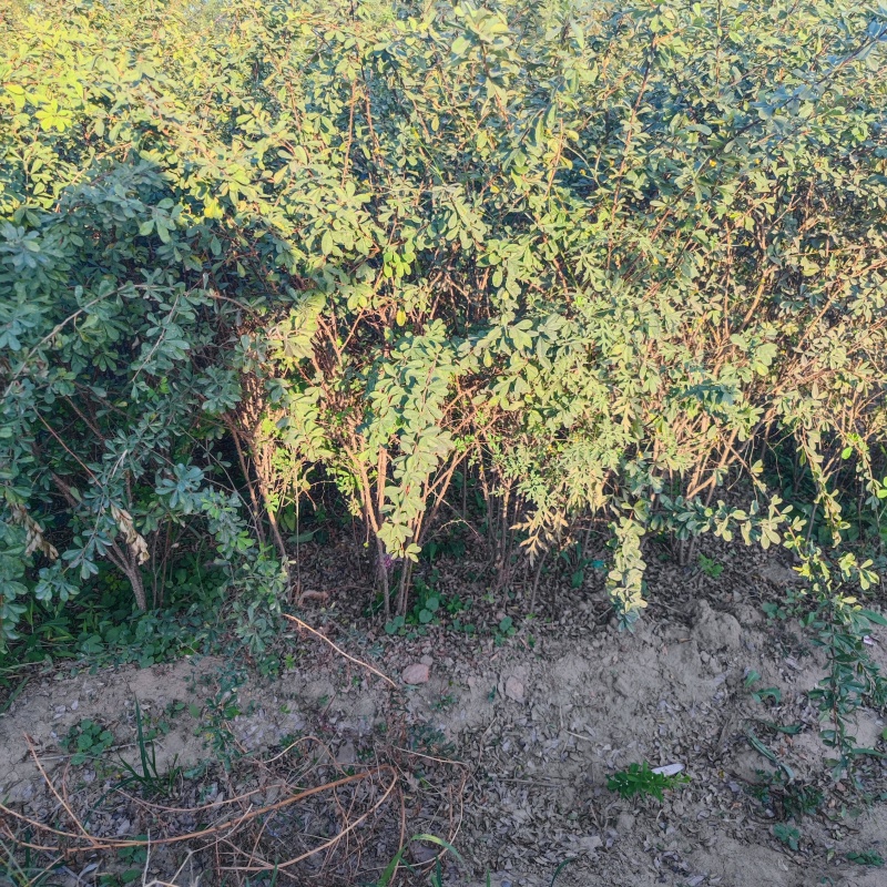锦鸡儿带盆锦鸡儿大墩锦鸡儿成活率高价格便宜