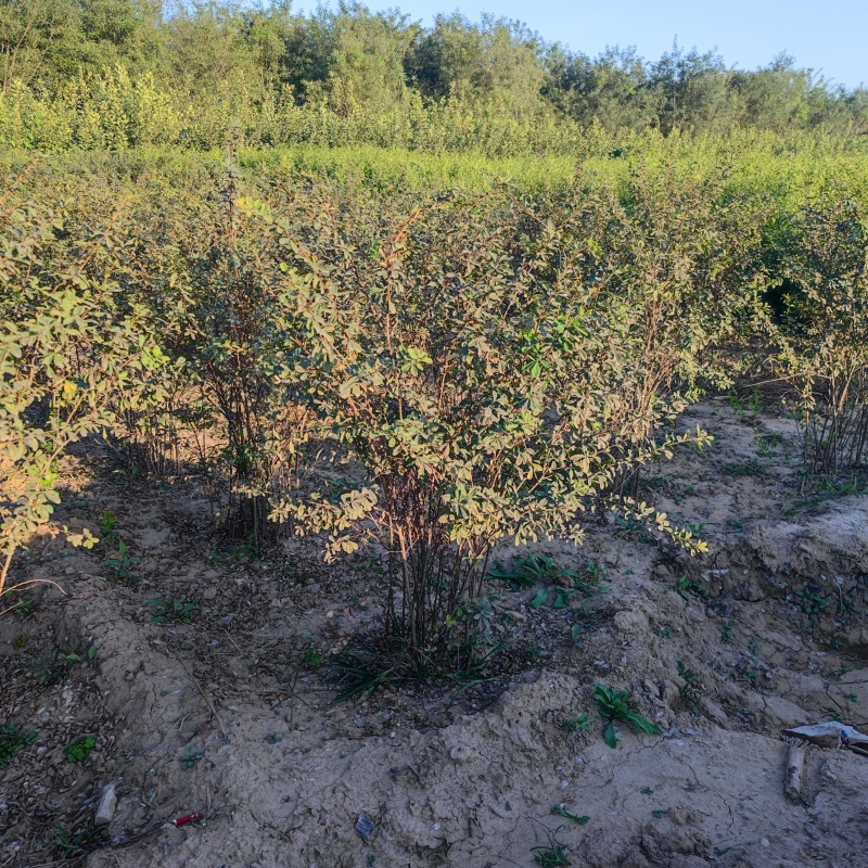 锦鸡儿带盆锦鸡儿大墩锦鸡儿成活率高价格便宜