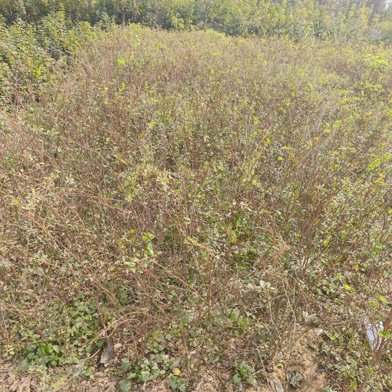 锦鸡儿带盆锦鸡儿大墩锦鸡儿成活率高价格便宜