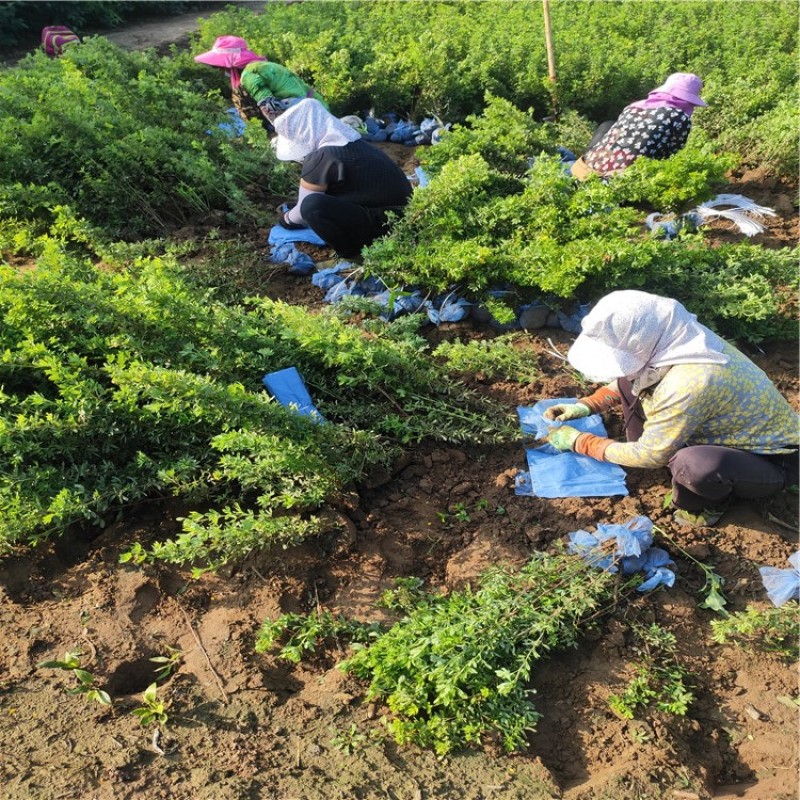 金露梅带盆金露梅规格齐全代办运输价格优惠