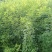 胡枝子多花胡枝子大墩胡枝子带盆胡枝子各种胡枝子