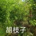 胡枝子多花胡枝子大墩胡枝子带盆胡枝子各种胡枝子