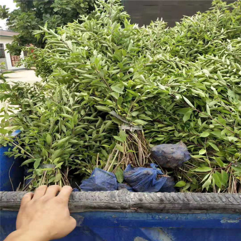 紫珠，带盆紫珠大墩紫珠基地直销，价格便宜欢迎选购