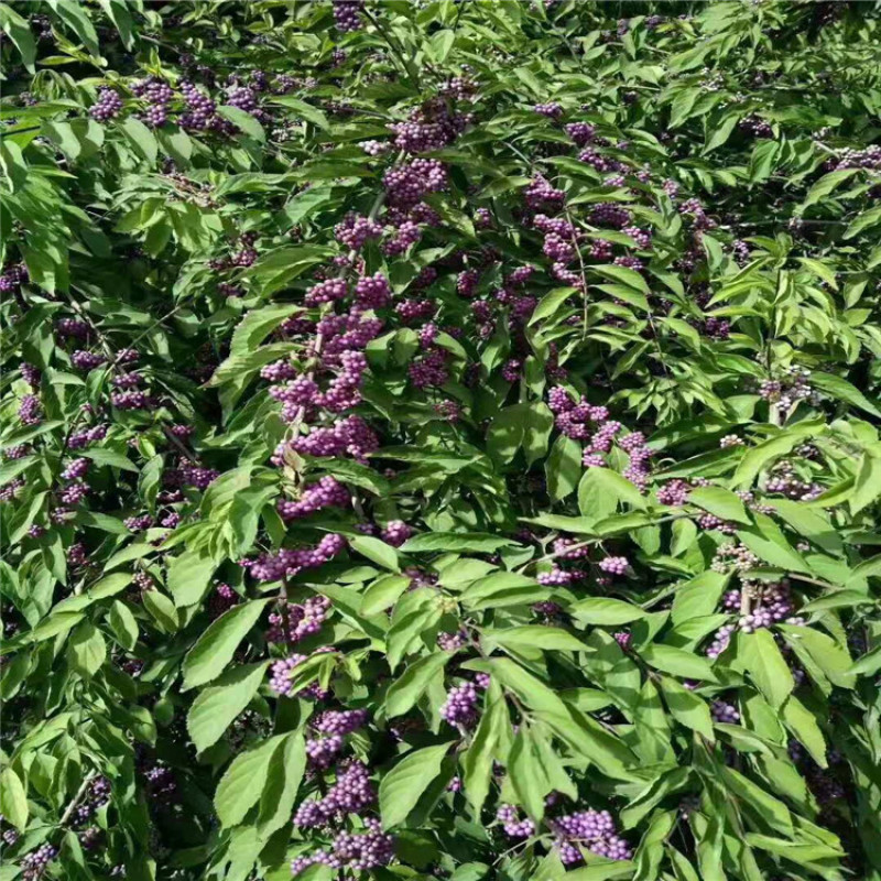 紫珠，带盆紫珠大墩紫珠基地直销，价格便宜欢迎选购