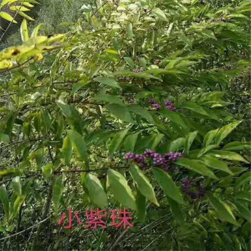 紫珠，带盆紫珠大墩紫珠基地直销，价格便宜欢迎选购