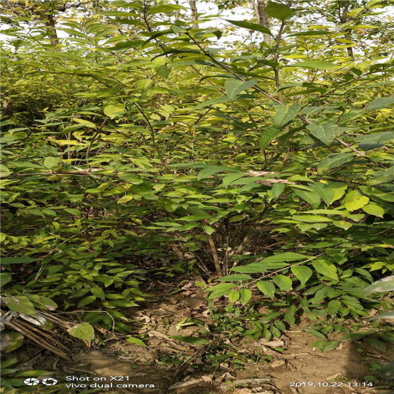 紫珠，带盆紫珠大墩紫珠基地直销，价格便宜欢迎选购