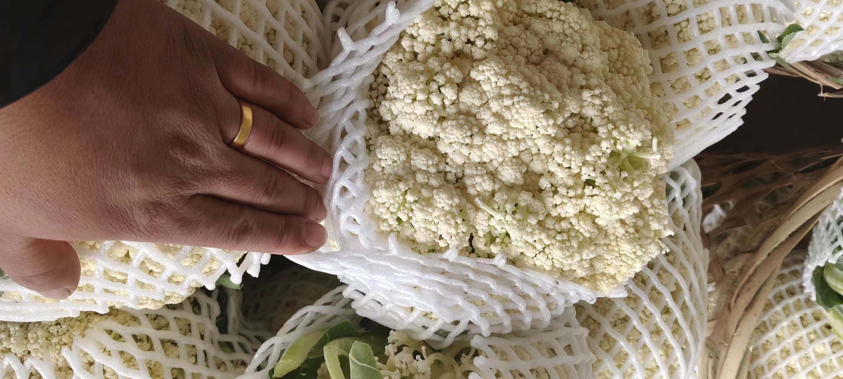 在一处现代化蔬菜分拣中心内,工人正在对刚采摘的绿野松花60进行分级处理,桌上摆放着不同规格的花球样本,部分装入可降解环保托盘并覆膜封装,标签显示‘有机认证’‘溯源二维码’‘净重500g’等信息,背景墙上挂着‘青菜古野菜复兴计划’宣传海报 绿野松花60采后分级包装现场