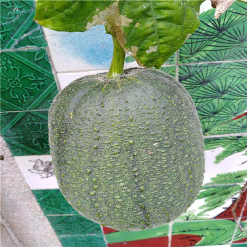台湾苹果丝瓜种子短棒肉丝瓜种子春秋高产种籽短筒形