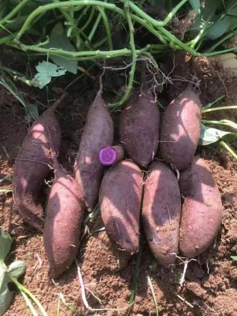 【实力货源】精品紫薯各品种对接电商市场视频看货