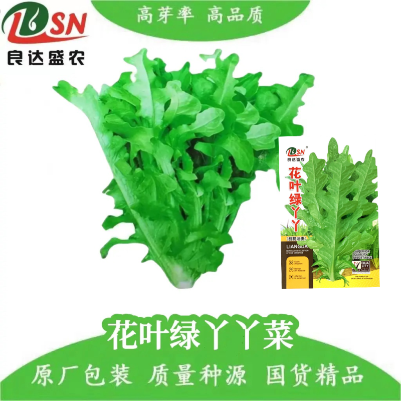 花叶绿丫丫油麦菜种子甜脆口味香脆可口耐热耐寒高产