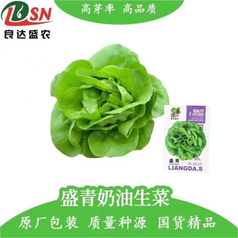 盛青奶油生菜种子四季种植翠绿美观甜味养颜质地柔软