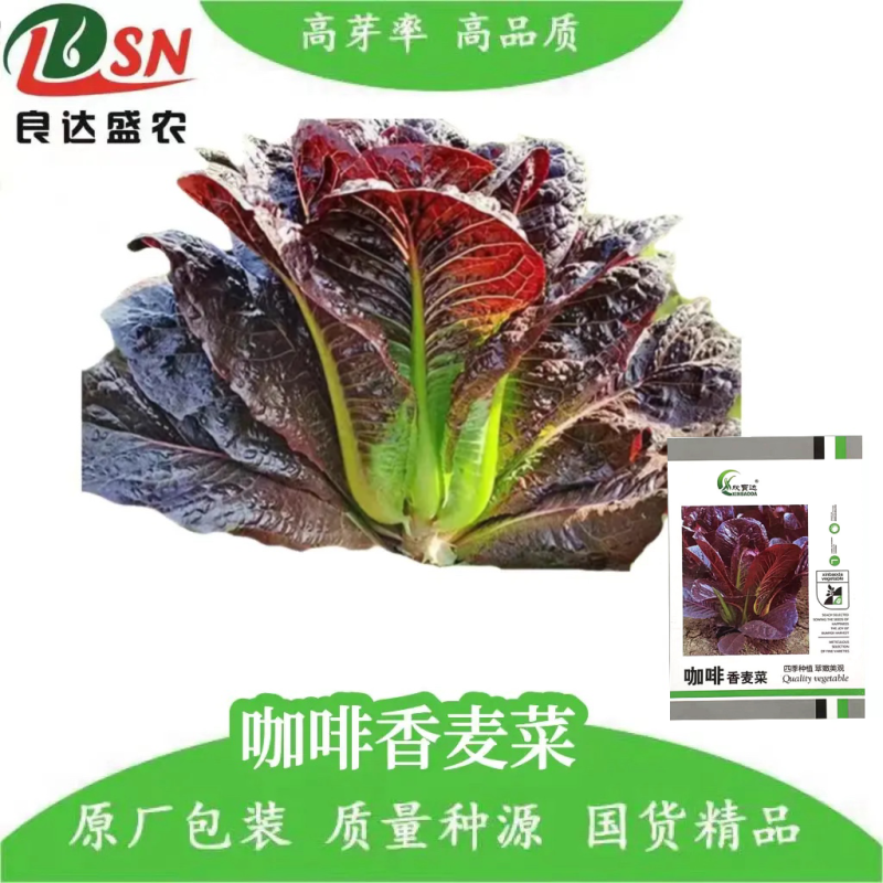 咖啡香麦菜种子四季种植脆嫩美观生长速度快纤维少质地脆嫩