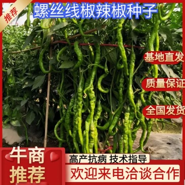 经典螺丝线辣椒种子抗病能力强易成活线椒种子色泽好