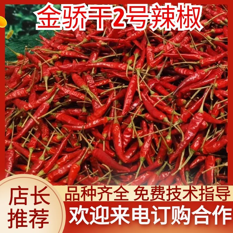 【金骄干2号】干椒朝天椒辣椒种子椒中玉基地直发