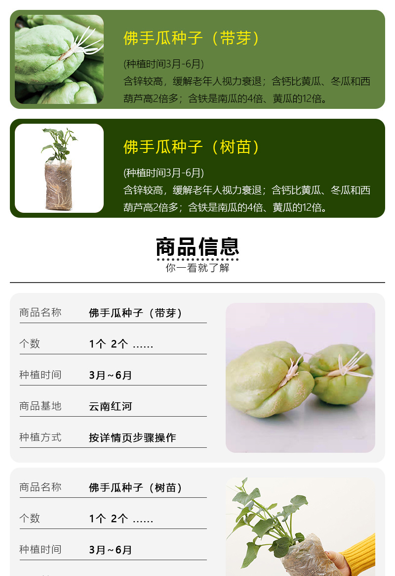 佛手瓜苗种子老瓜发芽老丝瓜福寿瓜带芽洋丝瓜种籽合掌瓜树苗